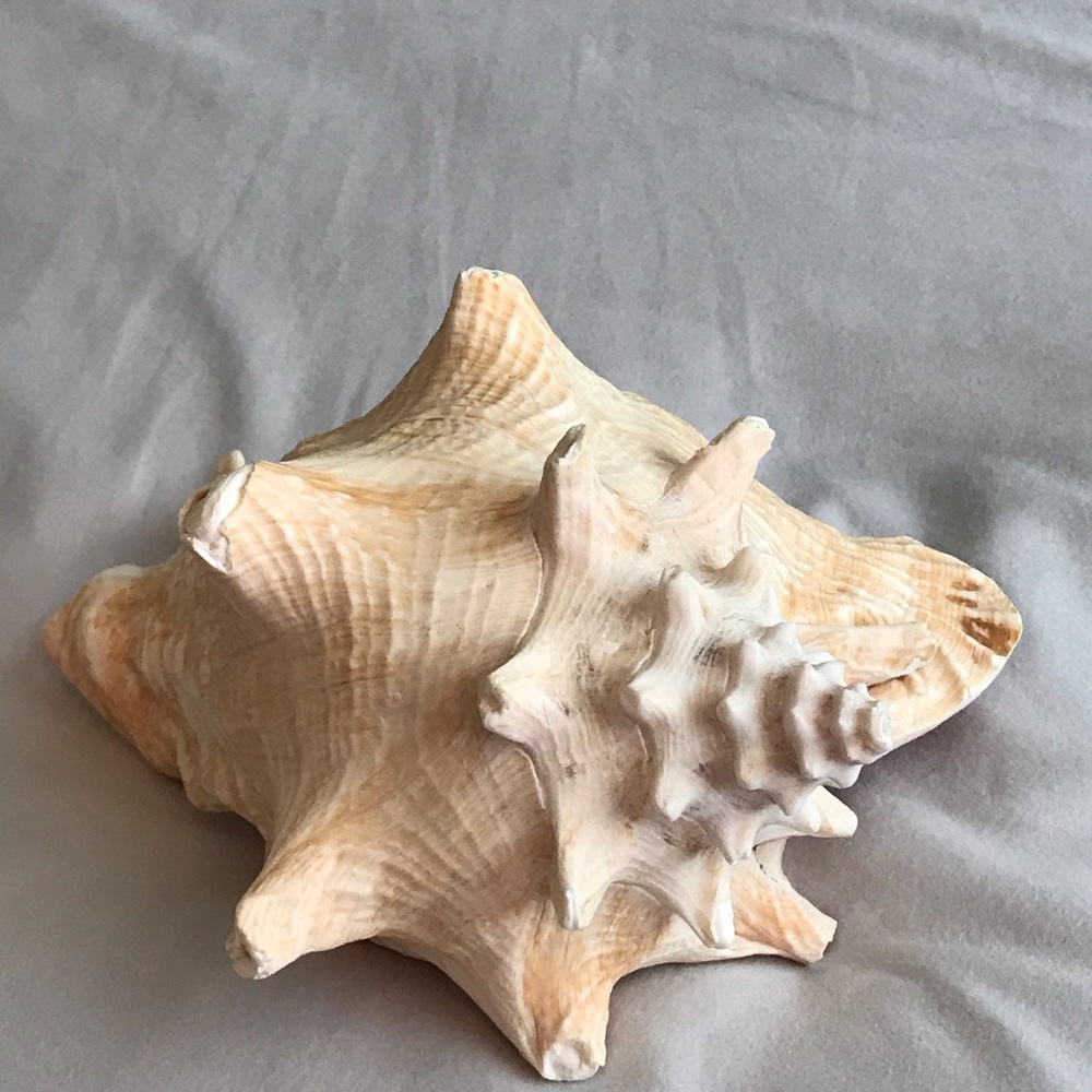 Interior accessory Seashell - Picture 4 of 4